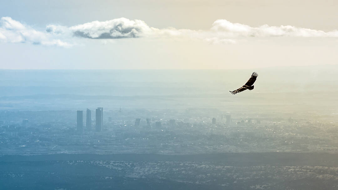 A hawk flies toward a distant city 